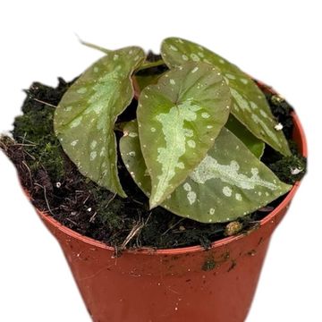 Begonia 'Silver Moon'