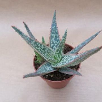 Aloe 'Pink Blush'