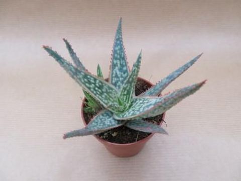 Aloe 'Pink Blush'