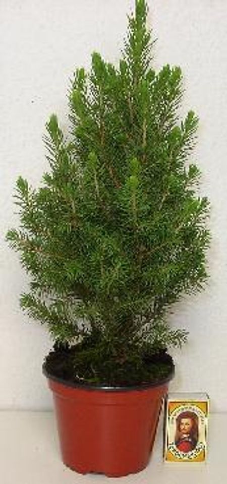 Picea glauca 'Conica' — Plant Wholesale FlorAccess