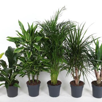 Houseplants MIX