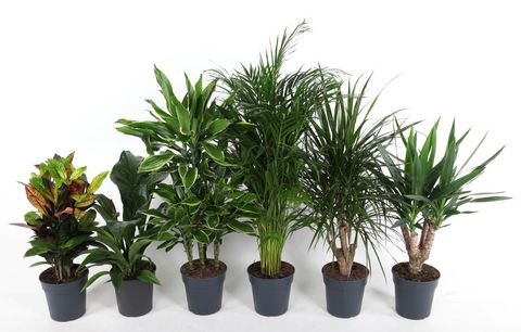 Houseplants MIX