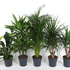 Plantes d'interieur MIX