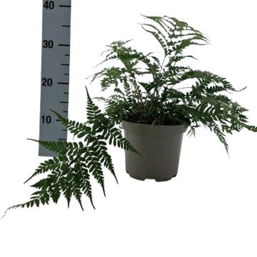 Athyrium otophorum 'Okanum'