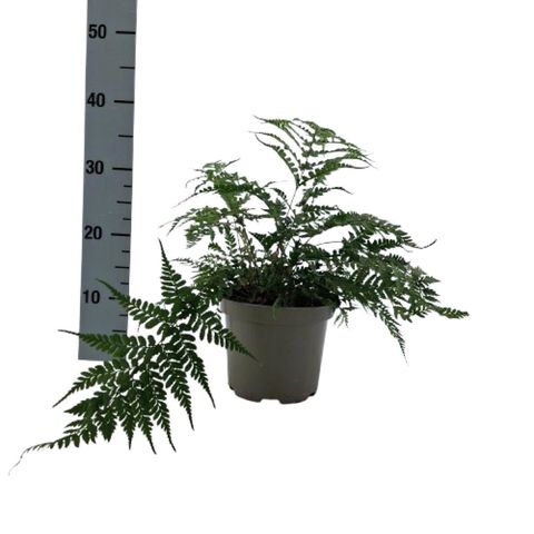 Athyrium otophorum 'Okanum'