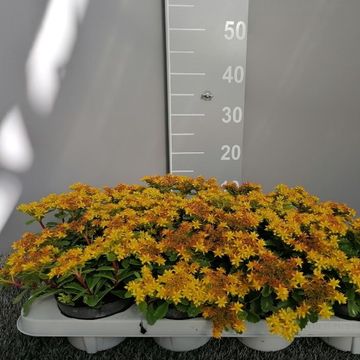 Sedum kamtschaticum 'Variegatum'