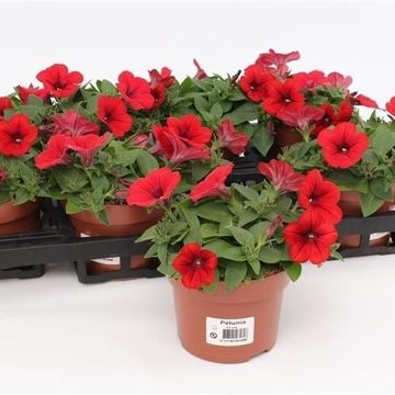 Petunia FAMOUS RED