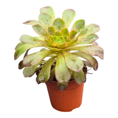 x Semponium 'Lenna'