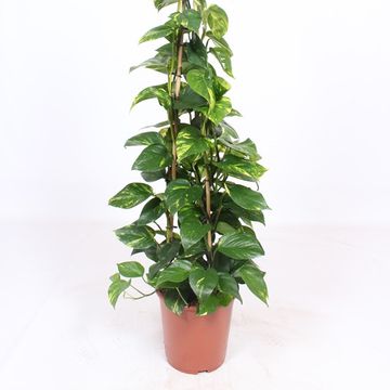 Epipremnum aureum