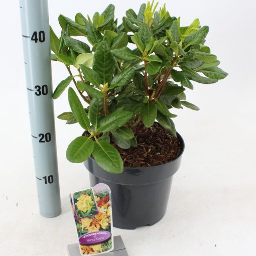 Rhododendron 'Nancy Evans' (About Plants Zundert BV)