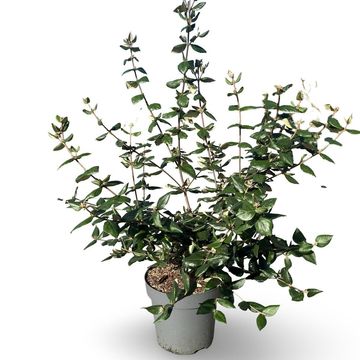 Viburnum x burkwoodii