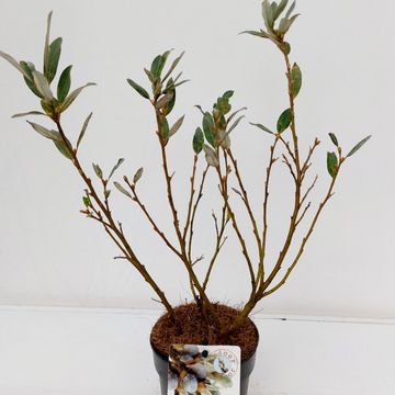 Salix helvetica