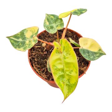 Philodendron billietiae 'Variegata'