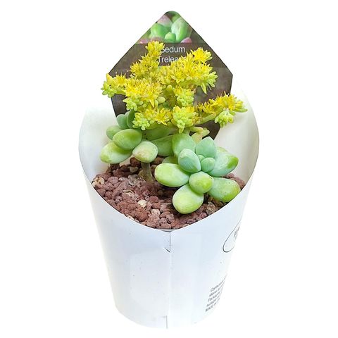 Sedum treleasei
