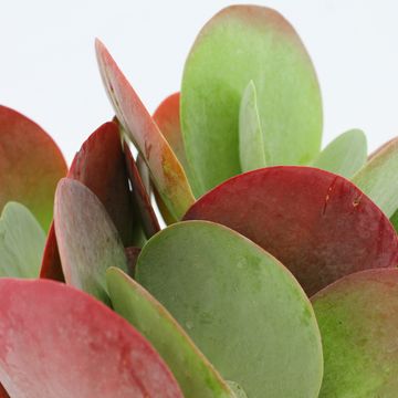 Kalanchoe thyrsiflora