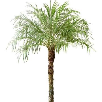 Phoenix roebelenii