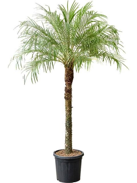 Phoenix roebelenii