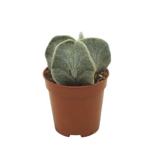 Astrophytum myriostigma