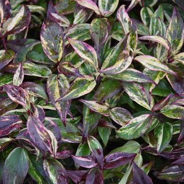 Leucothoe fontanesiana 'Makijaz'