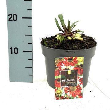 Helenium 'Moerheim Beauty'