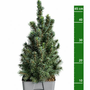 Picea glauca 'Sander's Blue'