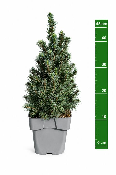 Picea glauca 'Sander's Blue'