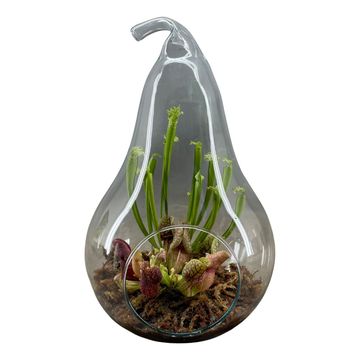 Ετοιμασίες Carnivorous plants