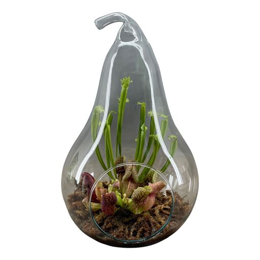 Arrangement Carnivorous plants