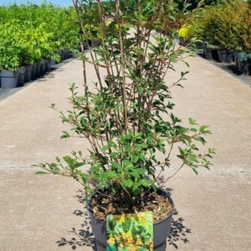 Enkianthus campanulatus