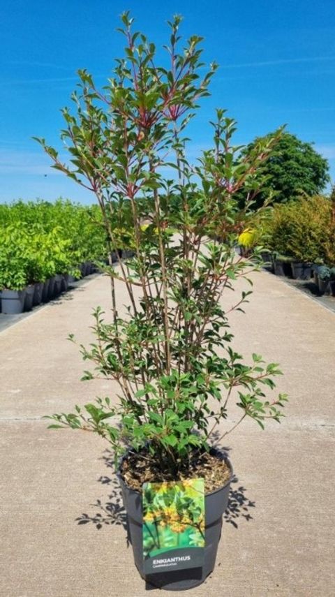 Enkianthus campanulatus