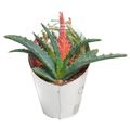 Aloe arborescens