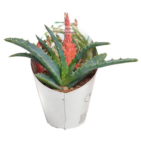 Aloe arborescens