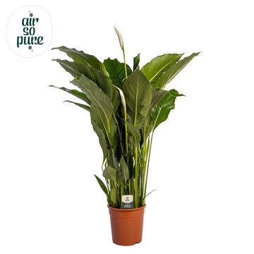 Spathiphyllum 'Sweet Sebastiano'