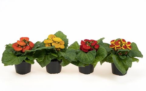 Calceolaria MIX