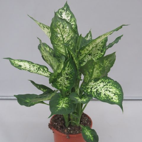 Dieffenbachia 'Cynthes' (Snoeker)