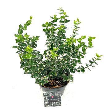 Euonymus fortunei 'Emerald Gaiety'