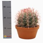 Ferocactus stainesii