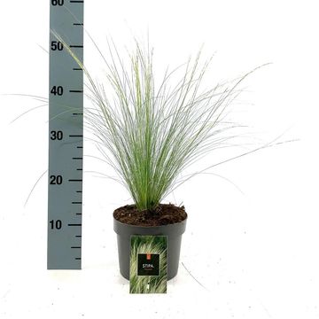 Stipa tenuissima 'Ponytails'