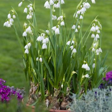Leucojum aestivum 'Gravetye Giant'