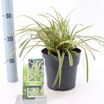 Carex morrowii 'Goldband'