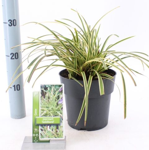 Carex morrowii 'Goldband'