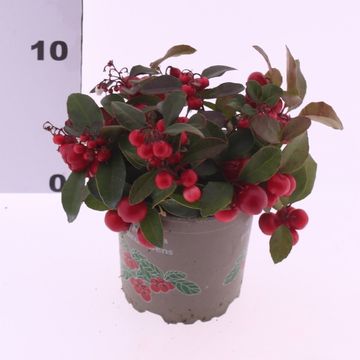 Gaultheria procumbens BIG BERRY