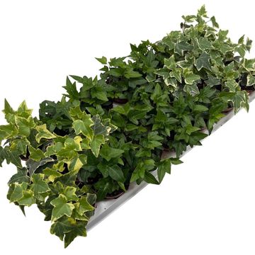 Hedera MIX