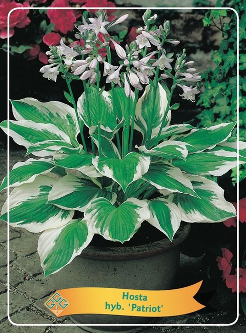 Hosta 'Patriot'