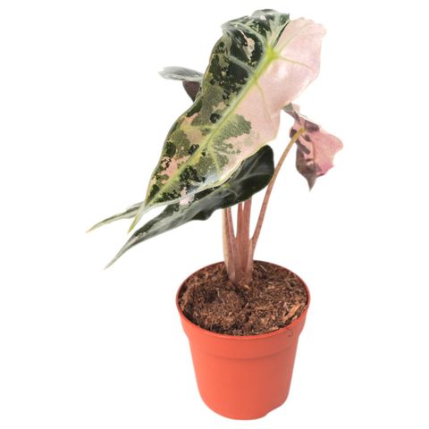 Alocasia 'Polly Variegata Pink'