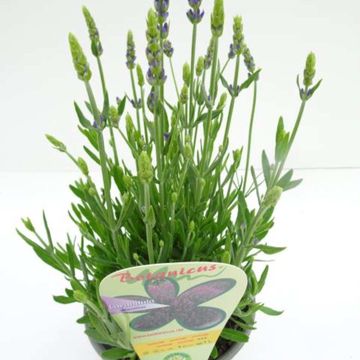 Lavandula angustifolia 'Spear Blue'