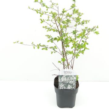 Spiraea x vanhouttei
