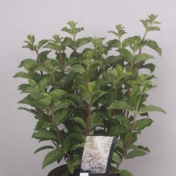Hydrangea paniculata 'Silver Dollar'