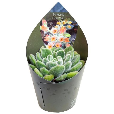 Echeveria setosa