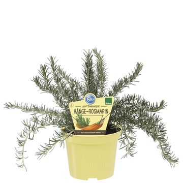 Rosmarinus officinalis